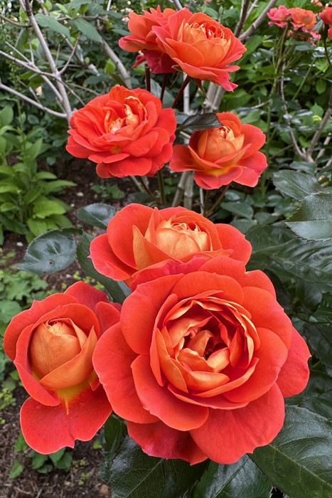 ミミ様確認用　バラ　苗 ミミ様確認用 バラ 苗 ミミ様確認用 バラ 苗