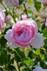 �ڥ若��ۡ����ġۥХ��� �������� ���� 6��ȭ�����ʡη����ʼ�ϡ�JB-HR�� ���ָ���