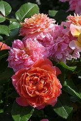 ġۥХ 㥺  6ȭʡӿ建 ʼϿдϡJ-RP2025տʼ