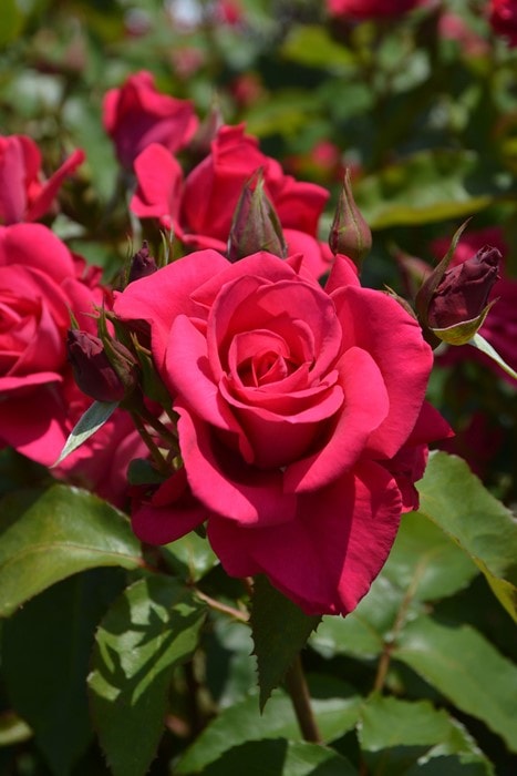 冬季大苗】バラ苗 インセプション 国産苗 6号鉢植え品［農林水産省