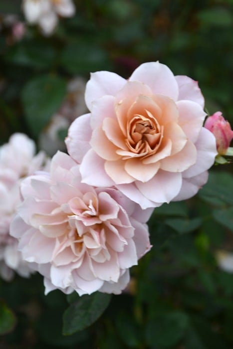 冬季大苗】バラ苗 うののさらら 国産苗 6号鉢植え品［農林水産省 品種