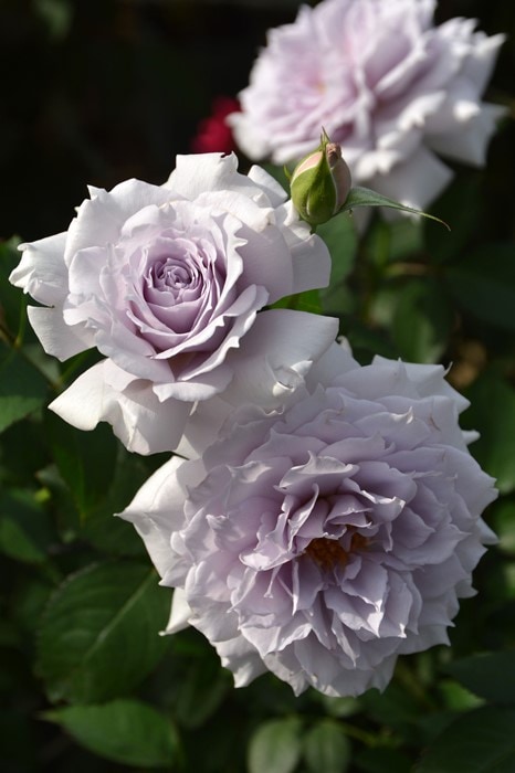 冬季大苗】バラ苗 ウンディーネ 国産苗 6号鉢植え品［農林水産省 品種