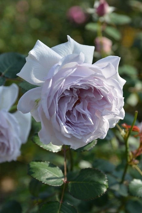 Rosa Orientis コントレイル バラ　大苗　正規品 大苗】バラ苗 コントレイル 国産苗 6号鉢植え品［農林水産省