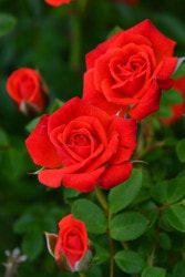 �Х��ġ����ġۤĤ륹����� ���� 6��ȭ�����ʡ�J-CL20��