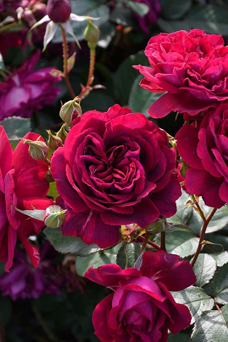 冬季大苗】バラ苗 メルロー 国産苗 6号鉢植え品［農林水産省 品種登録