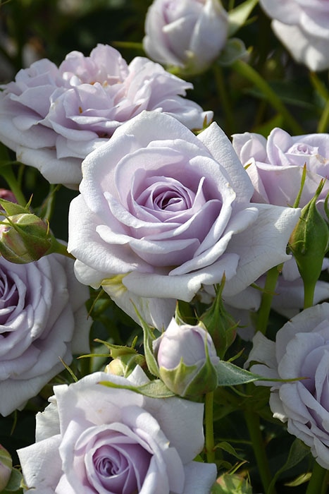 冬季大苗】バラ苗 アクアノート 国産苗 6号鉢植え品［農林水産省 品種