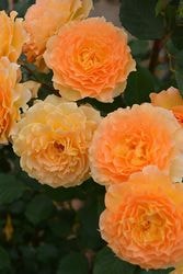 ���ߵ����ġۥХ��� ��ߥʥ� ���� 6��ȭ�����ʡ����ӿ建�� �ʼ���Ͽ�д���ϡ�J-RP��2025�����ʼ�