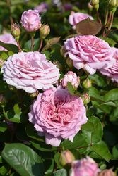 ブランドで選ぶバラ,ロサ オリエンティスのバラ苗通販 | バラの家 公式