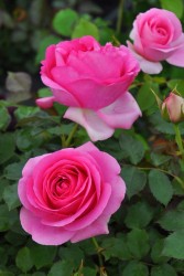 ۡġۥХ ݡޥƥ  6ȭʡηʼϡJB-KWI1 ָ