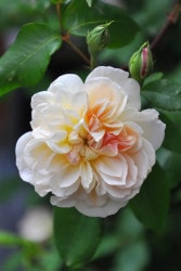 ۡġۥХ ǥץ쥢ե롼른硼  6ȭʡJ-OC20 ָ