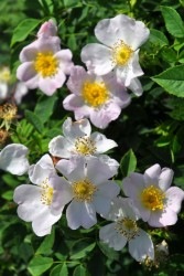 ۡġۥХ ˥  6ȭʡJ-OB20 ָ