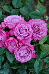 ۡġۥХ ߥꥨХ  6ȭʡηʼϡJB-ORA ָ