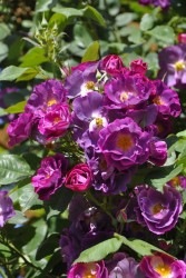 ۡġۥХ ץ󥻥ӥɥ륯֥륰  6ȭʡηʼϡJB-ORA ָ