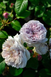 ۡġۥХ 顼֥ԥ  6ȭʡηʼϡJB-YJR ָ