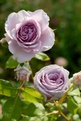 ۡġۥХ ƥå  6ȭʡηʼϡJB-YJR ָ