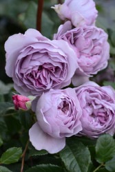 ۡġۥХ ٥֡  6ȭʡηʼϡJB-YJR ָ