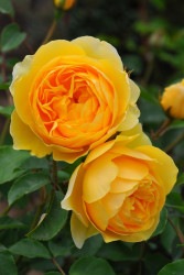 ۡġۥХ ϥȡޥ ͢ 7ȭʡηʼϡER-Y ָ