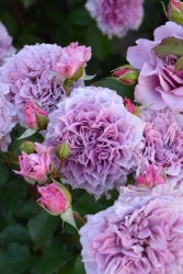 ۡġۥХ 󥯥쥤  6ȭʡӿ建 ϿʼϡJ-RP ָ