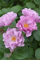 ۡġۥХ 餵Τڻξ  6ȭʡӿ建 ʼϿдϡJ-RP2024ʼ ָ