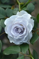 ۡġۥХ ֥롼ӥƥ  6ȭʡӿ建 ϿʼϡJ-RO ָ