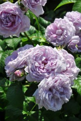 ۡġۥХ 륷֥롼  6ȭʡӿ建 ϿʼϡJ-RO ָ