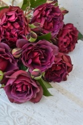 ۡġۥХ 饤  6ȭʡηʼϡJ-RO ָ