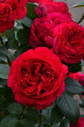 ۡġۥХ 롼ԥɥ󥵡  6ȭʡӿ建 ϿʼϡJ-IRM3 ָ