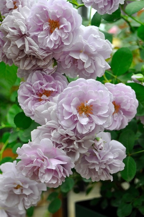 訳あり】【大苗】バラ苗 レイニーブルー 国産苗 6号鉢植え品［農林水産