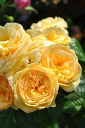 ۡġۥХ ƥåץȥå  6ȭʡӿ建 ʼϿдϡJ-IRM3 ָ