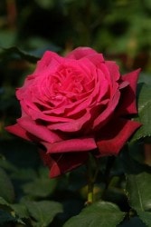 ۡġۥХ 졼եǥ  6ȭʡӿ建 ϿʼϡJ-IRM3 ָ