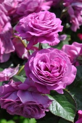 ۡġۥХ ץѡե  6ȭʡηʼϡJ-IRM3 ָ