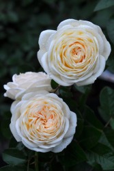 ۡġۥХ ƥߥ  6ȭʡӿ建 ϿʼϡJ-IRM3 ָ