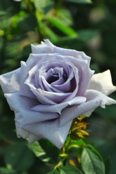 ۡġۥХ 夦ζ  6ȭʡJB-KAI ָ