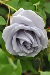 ۡġۥХ ΤĤεס  6ȭʡηʼϡOM-ZEN ָ