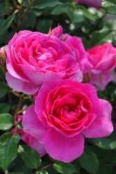 ۡġۥХ ѥ졼  6ȭʡJ-CL10 ָ