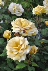 ۡġۥХ Хå  6ȭʡJ-CL10 ָ