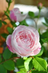 ۡġۥХ ޥԥ륪  6ȭʡJ-OC10 ָ