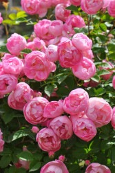 ۡġۥХ ֥å  6ȭʡJ-CL10 ָ