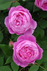 ۡġۥХ 졼̥ӥȥꥢ  6ȭʡJ-OC10 ָ