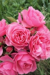 ۡġۥХ 쥪ʥɥӥ  6ȭʡJ-CL10 ָ