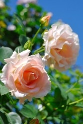 ۡġۥХ   6ȭʡJ-CL10 ָ