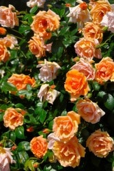 ۡġۥХ 륵󥻥å  6ȭʡJ-CL10 ָ