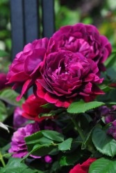 ۡġۥХ ˡɥɥ㡼ᥤ  6ȭʡJ-OC10 ָ