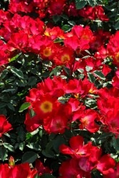 ۡġۥХ ƥڥơ  6ȭʡJ-CL10 ָ