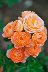 ۡġۥХ ȥɥ꡼  6ȭʡJ-CL10 ָ