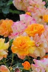 ۡġۥХ ϥ98  6ȭʡJ-CL10 ָ