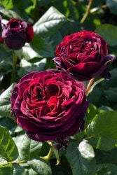 ۡġۥХ ȥåȥ졼եեϥǥ٥륯  6ȭʡJ-HT10 ָ