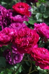 ۡġۥХ ٥٥ƥȥ磻饤  6ȭʡηʼϡOM-ZEN ָ