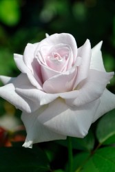 ۡġۥХ ƥ쥹  6ȭʡJ-HT10 ָ