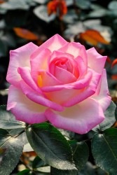 ۡġۥХ ץ󥻥ɥʥ  6ȭʡJ-HT10 ָ